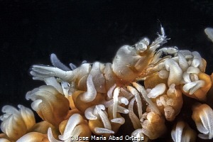 Pontonides unciger shrimp on whip coral by Jose Maria Abad Ortega 